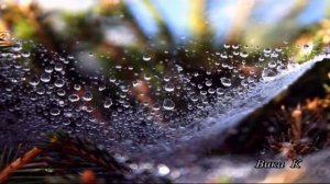 Мелодия осени.Музыка Игоря Крутого"Любовь уставших лебедей"-нежная,лирическая,очень красивая музыка