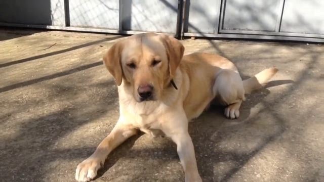 ТОП 5 ВРЕДНЫХ СОБАЧЬИХ ПРИВЫЧЕК.  Labrador Richard 