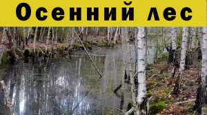 Осенний лес.