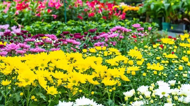 Four Seasons Garden Centre смотреть онлайн