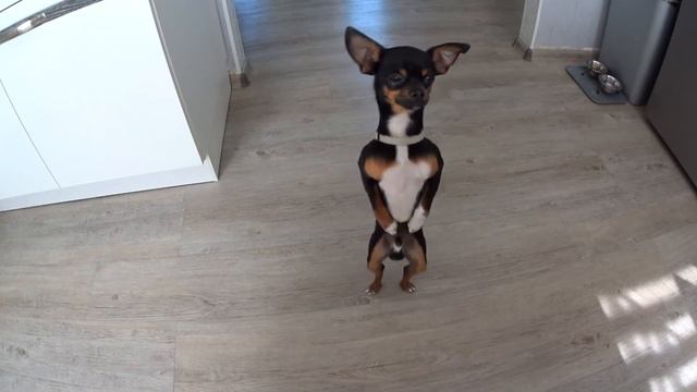 Чихуахуа Boss танцует смотреть онлайн