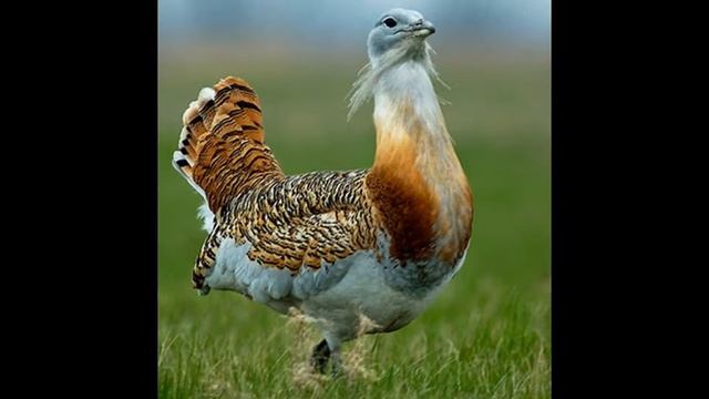 Мое слайд-шоу очень красивые птицы смотреть онлайн