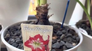 КАКИЕ ГИППЕАСТРУМЫ ЗАЦВЕЛИ ПЕРВЫМИ? САМЫЕ РАННИЕ СОРТА У НАС ???