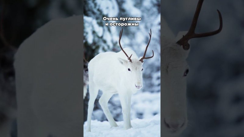 Олени альбиносы а тундре