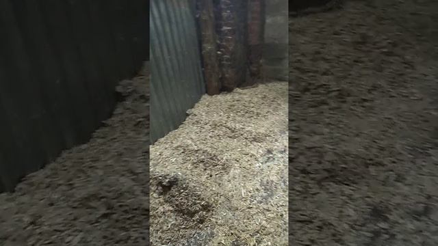 Производство Арболитовых блоков. смотреть онлайн