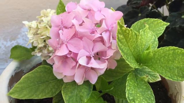 Hydrangea Flower смотреть онлайн