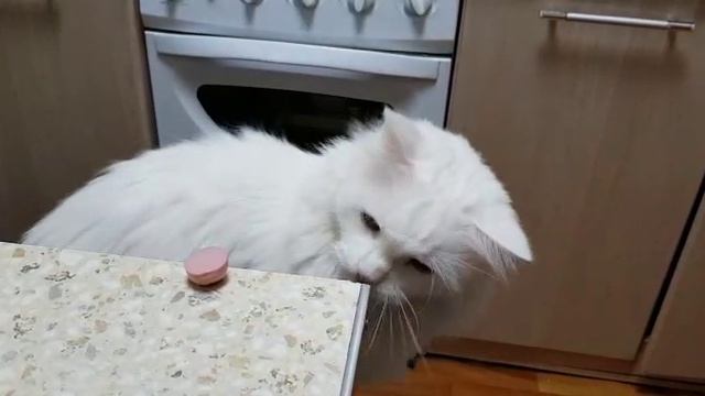 Леся и Сёма - Скромняга
