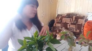 Осеннее черенкование Метельчатой гортензии/ Размножение гортензии /Цитрусовый Рай МариАны