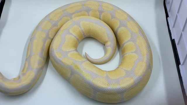 Starburst Ball Python Project With a Hint of Grail