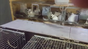 Кормушка для кроликов