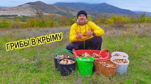 Грибы Крыма. Что за гриб однобочка. Что я собрал в Крыму? Как собирать грибы