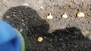 Посадка деток гладиолусов.