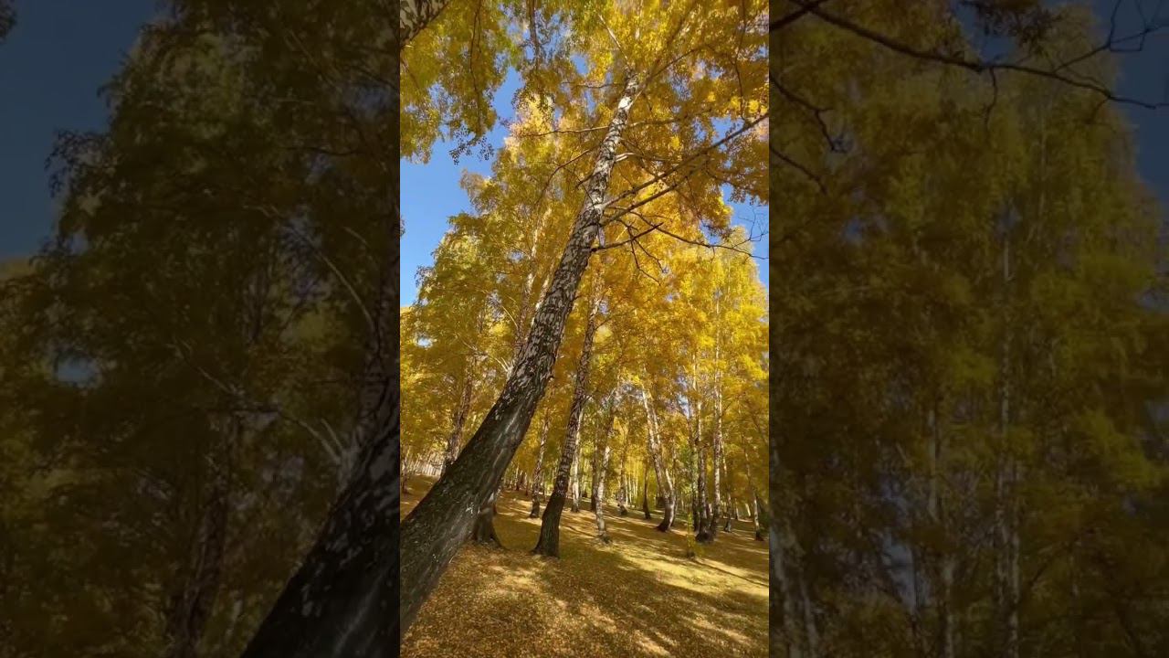 Золотая Осень #осень #новосибирск #аэродром #мочище #природа #красота
