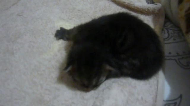 У нас родился Хэлуин. смотреть онлайн