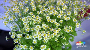 Успокаивающая сила ромашки. Жить здорово! Фрагмент выпуска от 21.05.2018