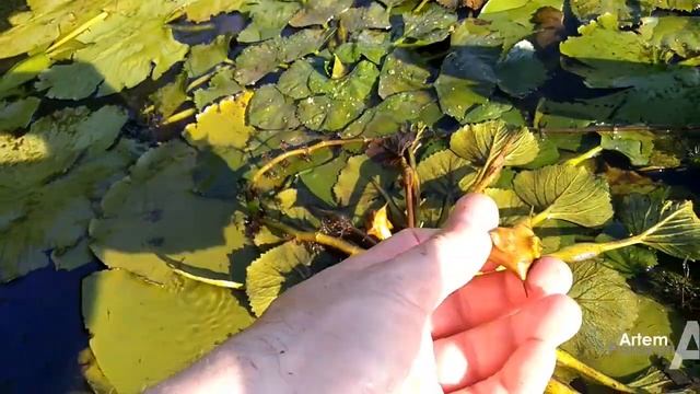 РЕЛИКТОВЫЙ ОРЕХ Речной водяной орех / КРАСИВОЕ растение для пруда дачи и вкусное лакомство #орехи смотреть онлайн
