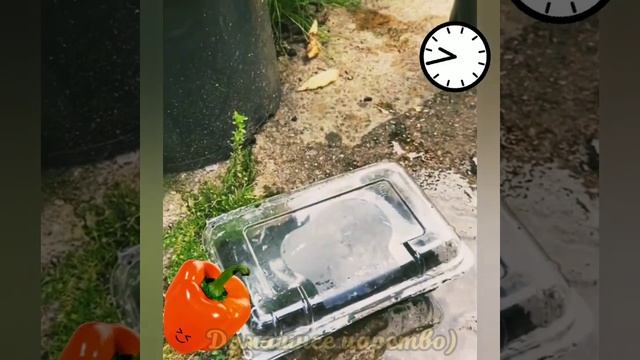 Обязательно Попробуйте! Сеем ПЕРЕЦ из семян покупного перца!!