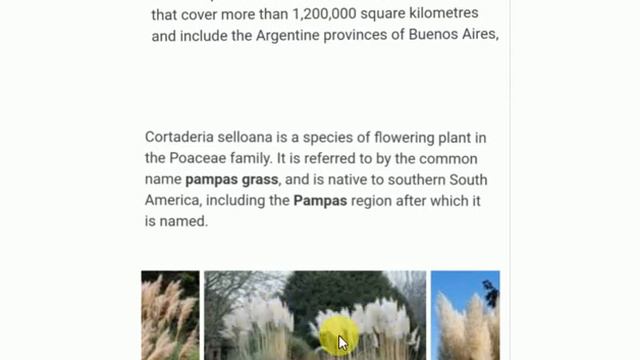 Pampas in south America/ where is pampas located? смотреть онлайн