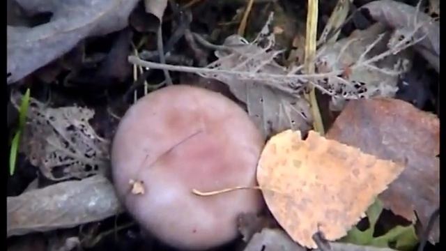 Рядовки сине - фиолетовые обыкновенные съедобные смотреть онлайн