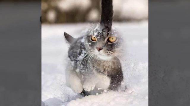 Кошки в снегу...