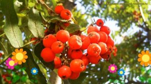 Рябина обыкновенная Вкусная. Краткий обзор, описание характеристик sorbus Вкусная