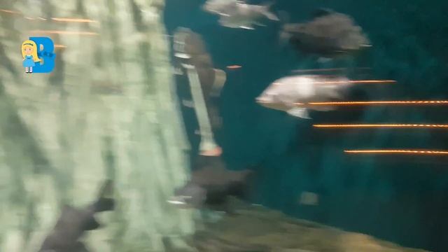 VLOG Малайзия. Влада идет в океанариум Куала Лумпур, Aquaria KLCC Kuala Lumpur Malaysia
