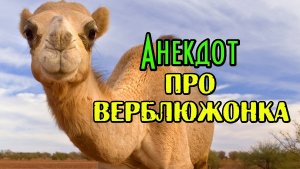 Анекдот про Верблюдов. Новый анекдот.