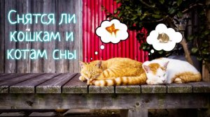 Снятся ли кошкам и котам сны.