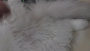 Кошки отдыхают в жару Удаляю колтун у котика