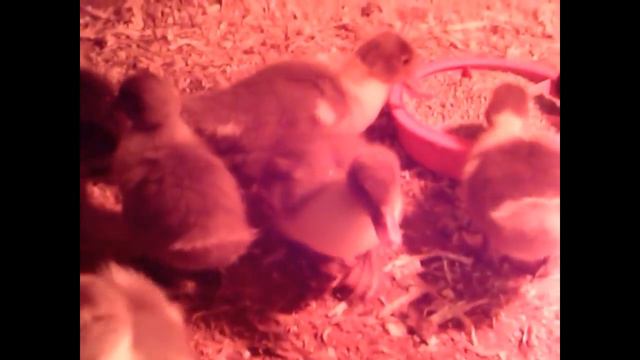 Весенние заботы и маленькие радости