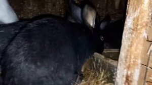 Кролики зажирели. Что мы делаем для профилактики ожирения у кроликов.#кролики#разведение_кроликов.