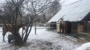 Первый снег в деревне. Но работа все равно есть всегда и в любую погоду.