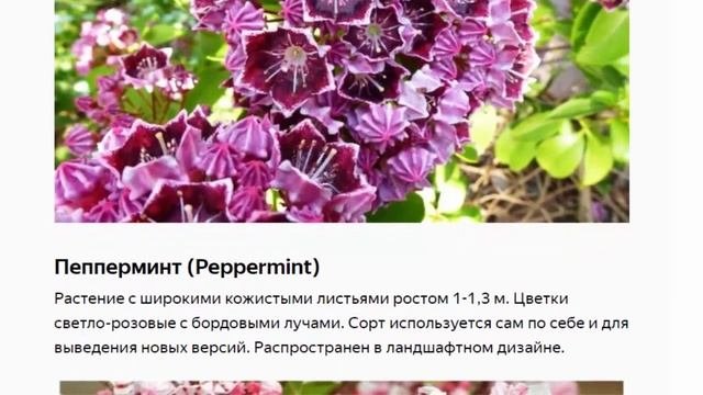 Кальмия Фейерверк из кальмий на участке