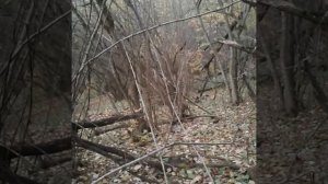 Охота на шакала с манком