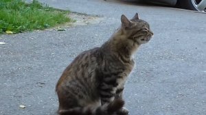 Кошка чихает, простуженная киса