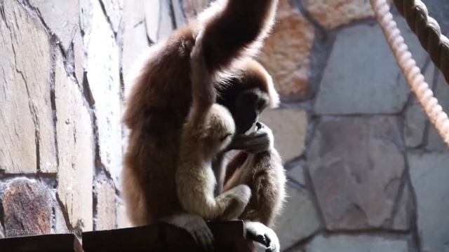 Детёныш гиббона летает вместе с мамой по вольеру. Ленинградский зоопарк смотреть онлайн