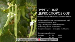 Пурпурный церкоспороз сои ((Cercospora kikuchii (Matsumoto & Tomoyasu) Gardner)