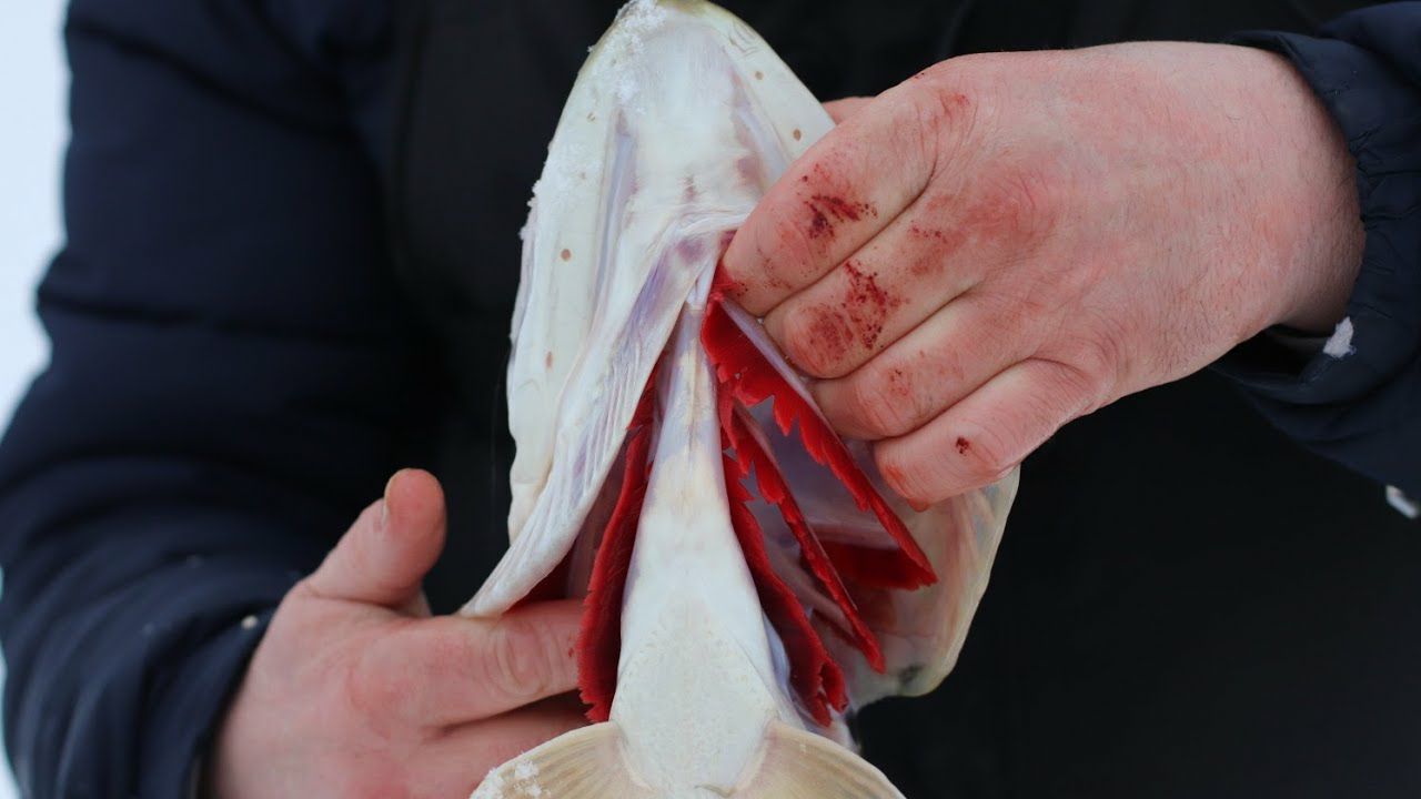 Поймал огромную щуку. Рыбалка на Вуоксе. Щука на жерлицы смотреть онлайн