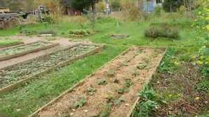 Огород в октябре в Ленинградской обл