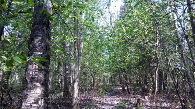 Forest in May. смотреть онлайн