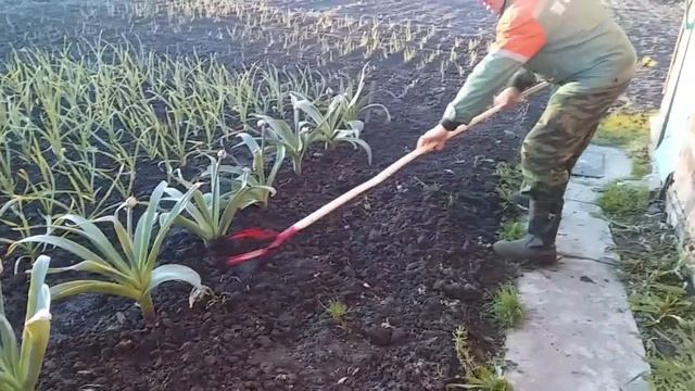 РУЧНОЙ КУЛЬТИВАТОР В ДЕЛЕ // МУЖ ПОРЫХЛИЛ ЛУК // МОЯ РАССАДА ЦВЕТОВ // ОТ ГУБАСТИКА Я В ШОКЕ смотреть онлайн