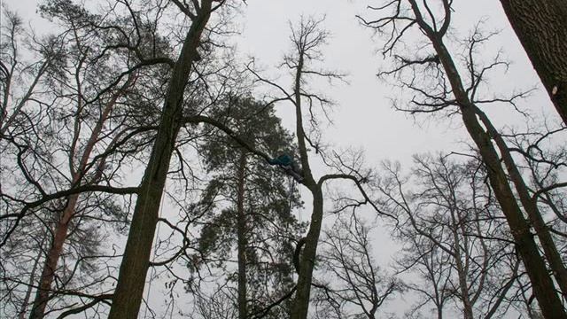 Кронирование деревьев