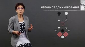 3 4  Аллели одного гена  не только доминирование