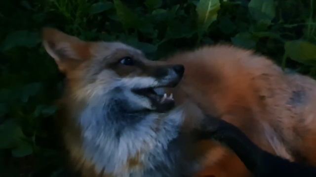 ЛИ СЯО. Алиса - Лиса. Вечернее нападение расчески. Кто спрятался в высокой траве? Забавные моменты. смотреть онлайн