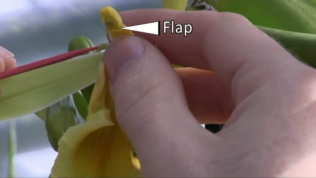 How to pollinate the Vanilla orchid, step by step смотреть онлайн