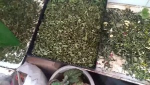 ферментируем лист березы