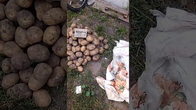 Урожай картофеля 2020. Сынок-белый лебедь-колобок-утро. смотреть онлайн