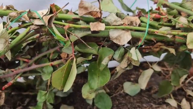 НЕ НУЖНО ОБРЫВАТЬ ЛИСТВУ! Как ПРАВИЛЬНО подготовить розы к укрытию. Ответы НА ВОЛНУЮЩИЕ вопросы смотреть онлайн