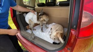Транспортировка козлят в багажнике машины