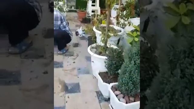 Голубь несет цветок голубке